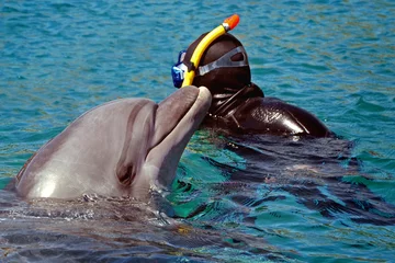 Crédence de cuisine en verre imprimé Dauphin le dauphin est sorti de l& 39 eau. plongée en apnée et nage avec les dauphins dans la mer ou la piscine