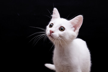 Fototapeta premium beyaz kedi