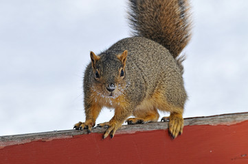 Grey Squirrel 