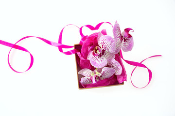 Orchid flowers and small present with a satin ribbon isolated on white background