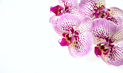 Fototapeta na wymiar Orchid flowers and green stem isolated on white background