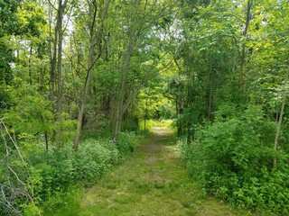 Obraz premium Forest Path