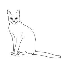 Cat outline on white background