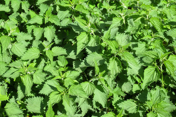 Green fresh nettles background