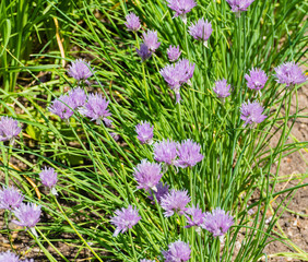 Blühender Schnittlauch