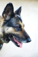 
the head of a dog, the breed of a sheepdog