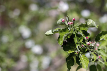 branch and flower of a blossoming apple tree