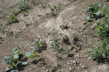 soil erosion on a field - the result of torrential rain