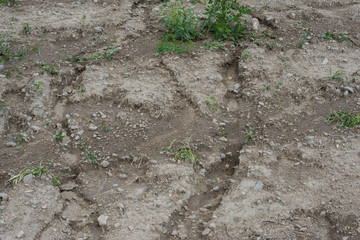 soil erosion on a field - the result of torrential rain