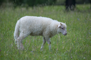 a cute little lamb on a spring meadow