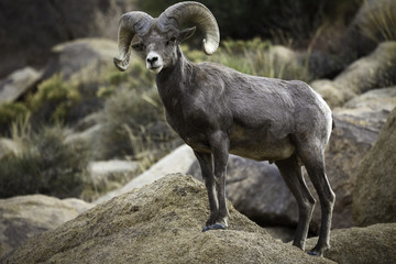 Bighorn Sheep Ram in Joshua Tree National Park