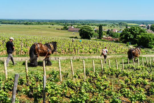 F, Burgund, Departement C&ocirc;te d'Or, Vougeot, &ouml;kologische Arbeit in den Weinbergen mit Pferden (Ardenner) bei Clos de Vougeot