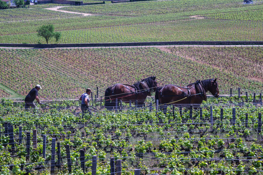 F, Burgund, Departement C&ocirc;te d'Or, Vougeot, &ouml;kologische Arbeit in den Weinbergen mit Pferden (Ardenner) bei Clos de Vougeot