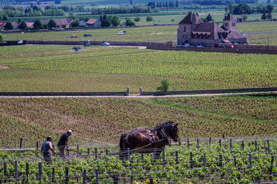 F, Burgund, Departement C&ocirc;te d'Or, Vougeot, &ouml;kologische Arbeit in den Weinbergen mit Pferden (Ardenner) bei Clos de Vougeot