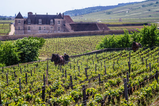 F, Burgund, Departement C&ocirc;te d'Or, Vougeot, &ouml;kologische Arbeit in den Weinbergen mit Pferden (Ardenner) bei Clos de Vougeot