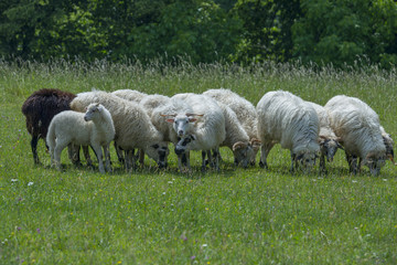 Fototapeta premium sheep on a spring meadow - close up