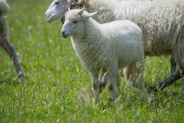 Fototapeta premium a cute little lamb with sheep on a meadow