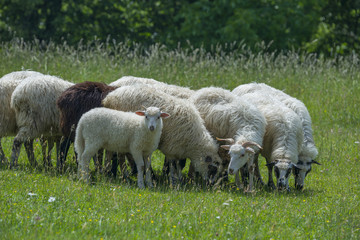 Obraz na płótnie Canvas cute little lamb with other sheep on a meadow