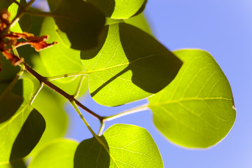 Bright green leaves on blue sky background. Sunny summer day backdrop