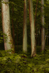 green forest