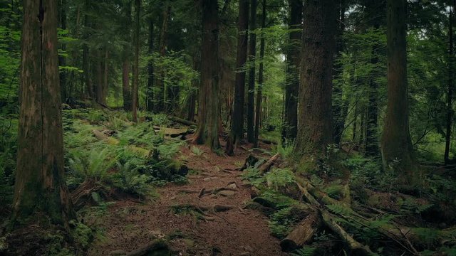 Gliding Along Scenic Forest Path