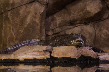 Crocodilia on the rock