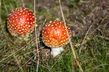 amanita mushroom