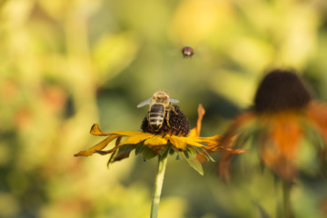 Schwebefliege auf Bluem