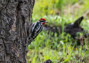 A Red-naped Sapsucker on a Tree Trunk