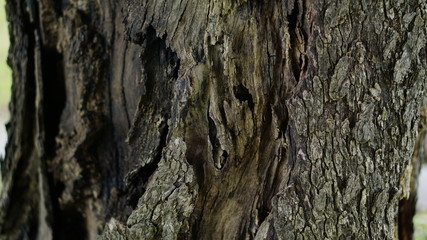 old tree wood background
