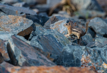 An Adorable Golden-mantled Ground Squirrel Alerted by Photographers Presence