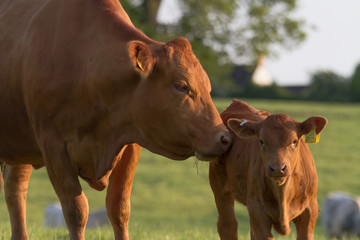 Mother Cow and Baby 