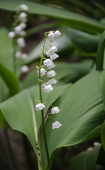 Obraz premium beautiful flowers lily of the valley