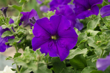 beautiful petunia flowers