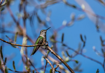 A Beautiful Female Broad-tailed Hummingbird Perched on a Branch