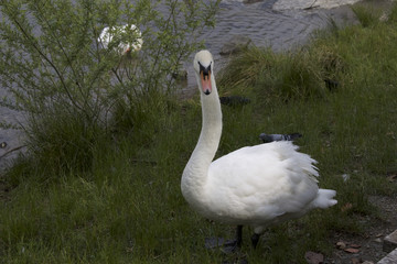 White swan walking in grass, near lake 