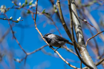 Obraz premium A Cute Mountain Chickadee Perched on a Branch