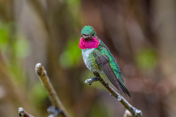 A Beautiful Male Broad-tailed Hummingbird Perched on a Branch