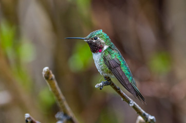 Fototapeta na wymiar A Beautiful Male Broad-tailed Hummingbird Perched on a Branch