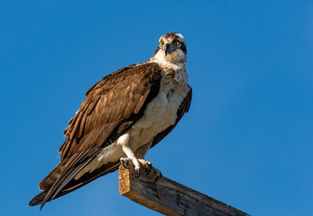 An Osprey Perched Along the River Looking for Fish
