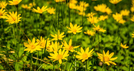 Spring time in Montana brings for the fields of arrow leaf balsamroot wild flowers.