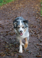 Cute smiling Australian shepherd dog outside in beautiful colorful autumn - Hund, Australian Shepherd