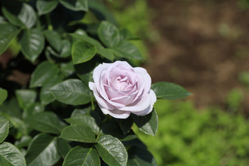 light violet roses - Spring flowers in Japan -