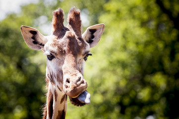 Obraz premium Girafe qui tire la langue
