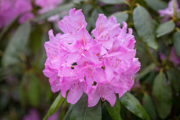 Pink Rhododendron in full bloom