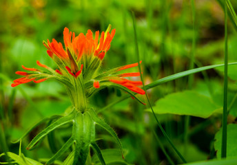 The life of a tourist or hiker is good when one's toughest decision is what whether they love the Giant Indian Paintbrush flower better than the Arrow Leaf Balsamroot.