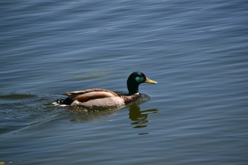 Male Mallard going for a Swim