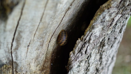 a snail clinging to tree trunks