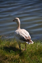 Snow Goose