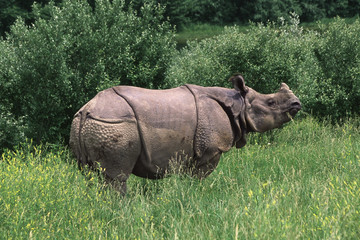 Indian Rhino Grazing © Mark Kostich